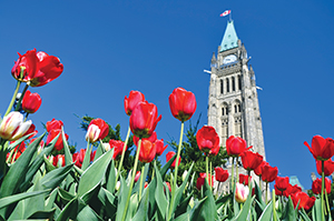 The Canadian Tulip Festival’s nine-mile tulip route winds throughout Ottawa and Gatineau, highlighting major tulip beds and attractions.